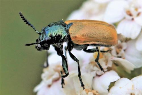Réf. 285 052 : Labidostomis sp.